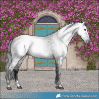 Horse Color:Gray Brown Roan