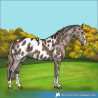 Horse Color:Liver Red Dun Near Leopard Brindle 