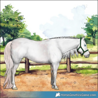 Horse Color:Gray Watercolor Plaid White Spotted Chocolate Palomino Pearl Dun