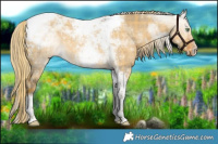 Horse Color:Plaid  Chocolate Palomino Dun Sabino Tobiano 