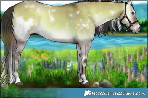 Horse Color:Plaid  White Spotted Liver Red Dun Onyx 