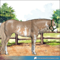 Horse Color:Chocolate Palomino Mushroom Sabino Rabicano 