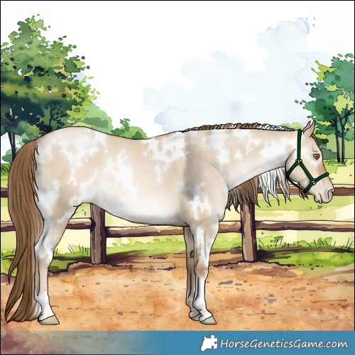 Horse Color:White Spotted Liver Red Dun Pearl
