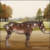 Horse Color:White Spotted Liver Chestnut Rabicano 