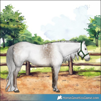 Horse Color:Gray White Spotted Liver Red Dun 