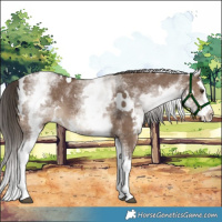 Horse Color:White Spotted Liver Red Dun Splash 