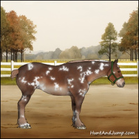 Horse Color:White Spotted Liver Chestnut 