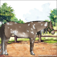 Horse Color:White Spotted Liver Red Dun 