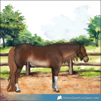 Horse Color:Liver Chestnut Tobiano
