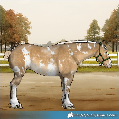 Horse Color:White Spotted Chocolate Palomino Dun Mushroom Sabino 