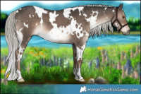 Horse Color:White Spotted Liver Red Dun Mushroom 