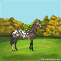 Horse Color:Gray Brown Dun Appaloosa 