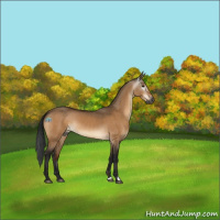 Horse Color:Gray Bay Dun 