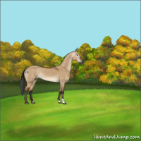 Horse Color:Gray Bay Dun Rabicano 