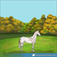 Horse Color:Bay Dun Appaloosa Rabicano 