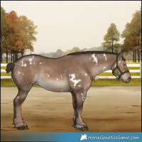 Horse Color:White Spotted Liver Red Dun