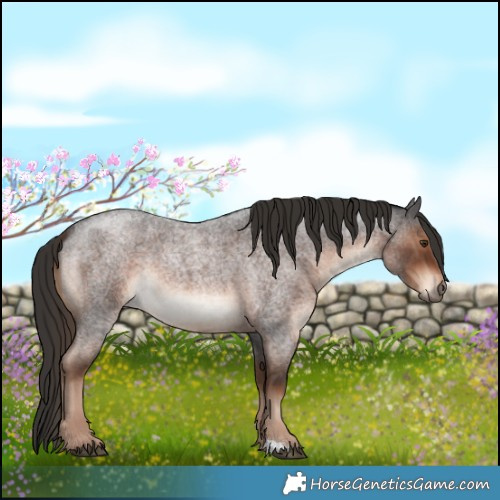 Horse Color:Liver Red Roan