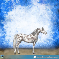 Horse Color:Silver Black Sabino Appaloosa Rabicano