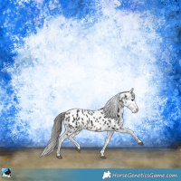 Horse Color:Black Sabino Appaloosa Rabicano 
