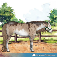 Horse Color:White Spotted Liver Red Dun Brindle 