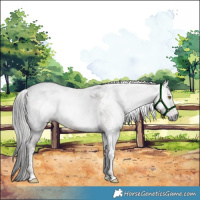 Horse Color:Gray Liver Red Roan Tobiano 