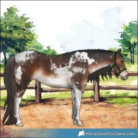 Horse Color:White Spotted Liver Chestnut Tobiano 
