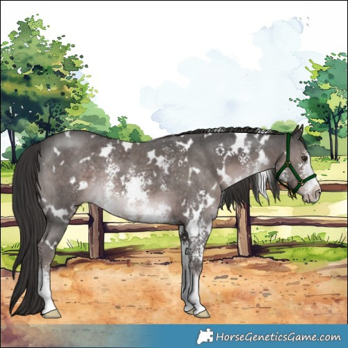 Horse Color:Platinum White Spotted Liver Chestnut Sabino 