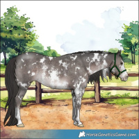 Horse Color:Platinum White Spotted Liver Chestnut Sabino 