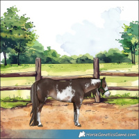 Horse Color:Liver Chestnut Sabino Rabicano 