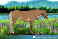 Horse Color:Chocolate Palomino Dun Sabino