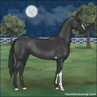 Horse Color:Black 
