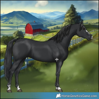 Horse Color:Black 