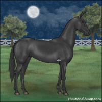 Horse Color:Black 