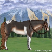 Horse Color:Liver Chestnut Tobiano 