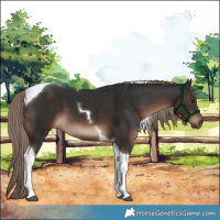 Horse Color:Liver Chestnut Tobiano 