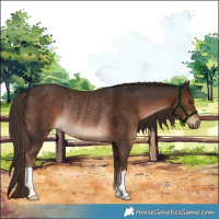 Horse Color:Liver Chestnut Rabicano 