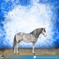 Horse Color:Blue Onyx Snowcap