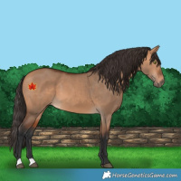 Horse Color:Bay Dun 