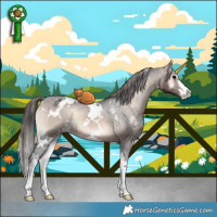 Horse Color:White Spotted Brown Onyx Appaloosa 