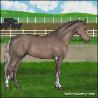 Horse Color:White Spotted Silver Black