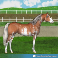 Horse Color:White Spotted Silver Bay 