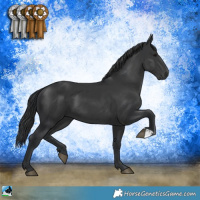Horse Color:Black 