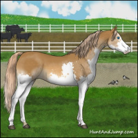 Horse Color:White Spotted Chocolate Palomino Sabino Splash 