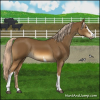 Horse Color:White Spotted Chocolate Palomino Sabino Rabicano