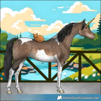 Horse Color:Brown Dun Tobiano 