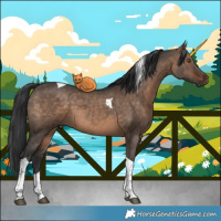 Horse Color:Brown Dun Tobiano 