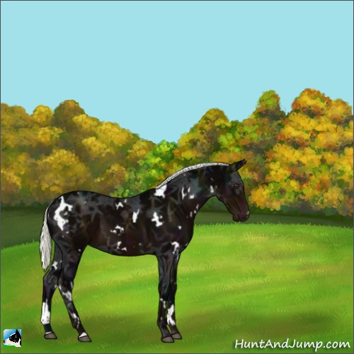 Horse Color:White Spotted Midnight Liver Chestnut Ice Mushroom 