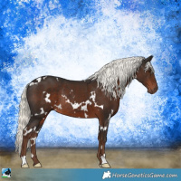 Horse Color:White Spotted Liver Chestnut Mushroom Rabicano 