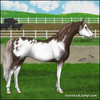 Horse Color:Liver Chestnut Sabino Splash Frame Appaloosa 