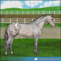 Horse Color:Brown Dun Appaloosa 